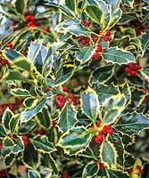 Ilex aquifolium 'Argentea Marginata' (broad-leaved silver holly) variegated foliage and red berries