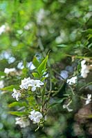 Jasminum officinale Jasmine white flowered vigorous climber