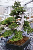 Juniperus rigida (Needle juniper) evergreen conifer dwarf tree