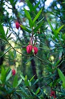 Crinodendron hookerianum red flowers with evergreen foliage