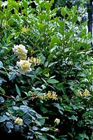 Lonicera periclymenum Common Honeysuckle planted with Rosa White Cockade