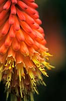 Kniphofia triangularis Underway Red Hot Poker Orange yellow flower spike