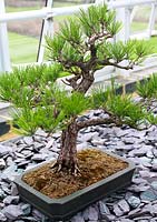 Pinus thunbergii (Japanese Black Pine) bonsai evergreen coniferous dwarf tree