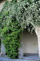Rosa banksiae Alba Plena growing on wall at The Alhambra, Spain