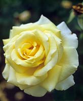 Rosa 'Gloire de Dijon' light yellow flower