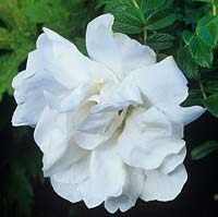 Close up of Rose 'Blanche Double de Coubert' white flower