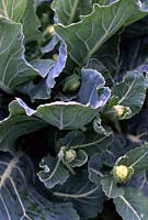 Brassica oleraceae italica Calabresse Sprouting Brocolli
