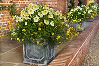 Yellow Petunias & Coreopsis in lead containers