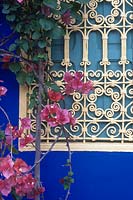 Bougainvillea glabra with pink flowers growing over a window with islamic ornate metal screen