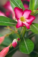 Adenium obesum (Desert Rose). Magenta/pink flower