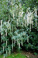 Garrya elliptica or Silk-tassel Bush in winter