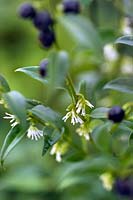 Sarcococca confusa (Sweet Box) flowers & black seeds