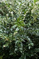 Sarcococca confusa (Sweet Box) in flower