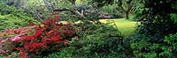 Spring woodland garden including Azalea 'Ward's Ruby' at Trehane Gardens, Cornwall, UK