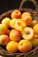Apricots (Prunus armeniaca), wicker basket