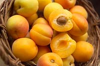 Apricots (Prunus armeniaca), wicker basket