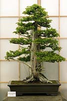 Juniperus rigida 90 years old Herons Bonsai Ltd stand at RHS Chelsea Flower Show 2006 Silver Gilt Flora medal