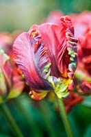 Tulipa Rococo (Parrot tulip) ruffled red flower heads close up