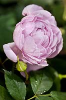 Rosa 'Alan Titchmarsh' Shrub rose