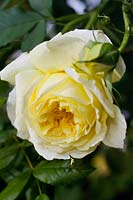 Rosa 'The Pilgrim' Shrub rose