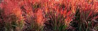Imperata cylindrica Mass of bright red grass foliage Long Island USA Design by Oehme van Sweden Associates