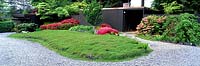 Thyme bed in driveway with flowering Azaleas Neil Norm s Garden Portland Oregon