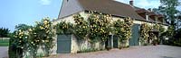 Climbing roses spread over house France