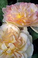Rosa 'Desprez a Fleurs Jaunes' (noisette rose) blooms close up