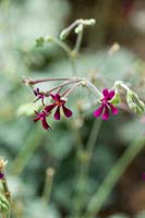 Pelargonium sidoides small medicinal magenta flower