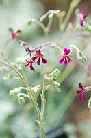 Pelargonium sidoides small medicinal magenta flower