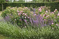 Rosa 'Compte de Chambord', Rosa 'James Mitchell', Nepeta sp & Lavandula  in Scampston Walled Garden, design by Piet Oudof