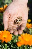 Calendula officinalis Marigold seeds in male hand with orange flowers