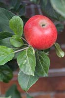 Apple Discovery trained and growing against wall at West Dean