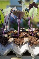 Purple Cabbage seedlings planted in old cardboard egg trays
