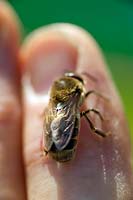 Honey bee sitting on hand
