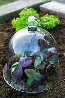 Victorian glass bell jar with cabbage plants