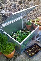 Metal glass plant protector cold frame with range of salad leaf vegetable herb plants