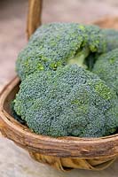 Florets of broccoli (Brassica oleracea botrytis cymosa) in trug