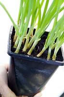 Onion Iceni seedlings in pot