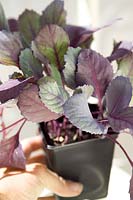 Cabbage F1 Red Jewel seedlings in pot
