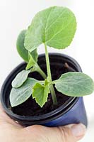 Hand holding a young Butternut Squash plant in plastic pot
