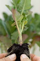 Teasing roots apart of young Calabrese F1 Broccoli seedlings