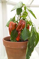 Sweet Pepper plant with fruit in pot