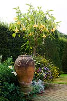 Yellow flowering Brugmansia with bedding plants and terracotta urn at East Ruston Old Vicarage, Norfolk, England