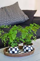 Adiantum raddianum 'Fragrans' (Maidenhair fern) planted in checker bowls