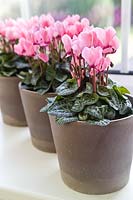 Pink flowered Cyclamen midi persicum in pots