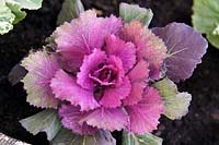 Ornamental cabbage (Brassica oleracea Capitata Group) with purple coloured foliage