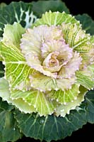 Ornamental cabbage (Brassica oleracea Capitata Group) with cream and green foliage