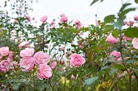 Rosa 'Bonica' (Shrub rose 'Bonica')