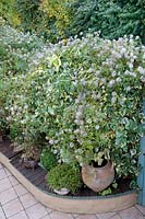 Courtyard screen planted with climbers including Clematis tangutica (Golden clematis) and a variegated Hedera sp (ivy)